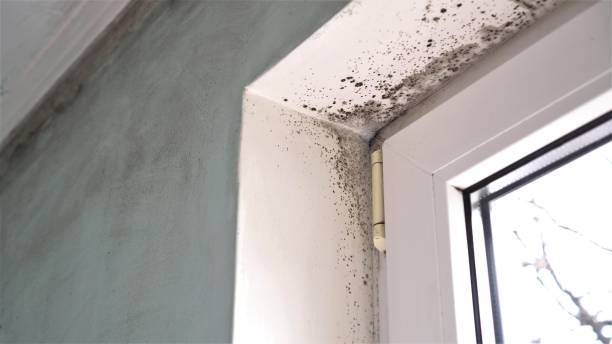 Best Mold Remediation  in High Rolls, NM