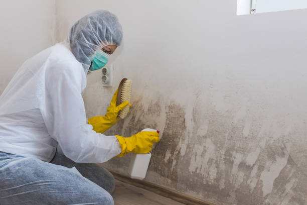 Best Crawl Space Mold Removal  in High Rolls, NM