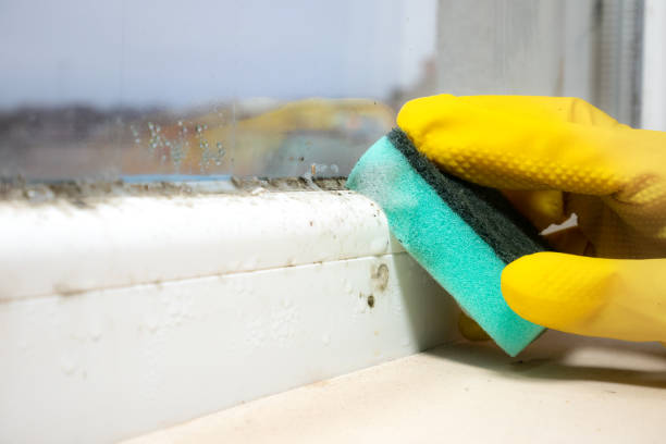 Best Toxic Mold Removal  in High Rolls, NM
