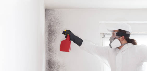 Professional Mold Removal in High Rolls, NM