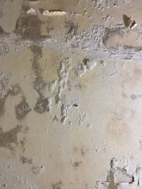 Best Commercial Mold Removal  in High Rolls, NM