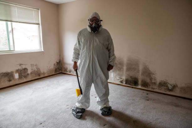 Best Office Mold Removal Services  in High Rolls, NM