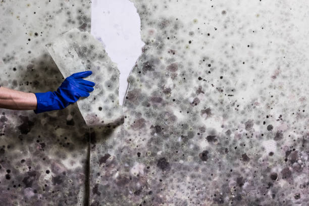 Best Toxic Mold Removal  in High Rolls, NM